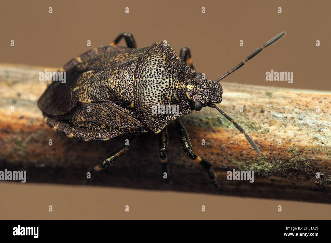 Heather Shieldbug (Rhacognathus punctatus) ruht auf altem Farnstamm. Tipperary, Irland Stockfoto