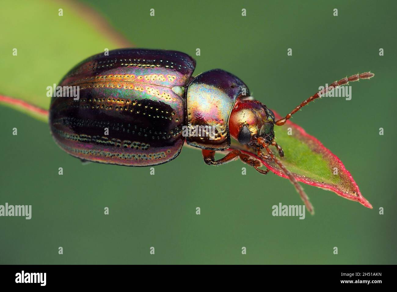 Rosmarinkäfer (Chrysolina americana) auf Blatt. Tipperary, Irland Stockfoto