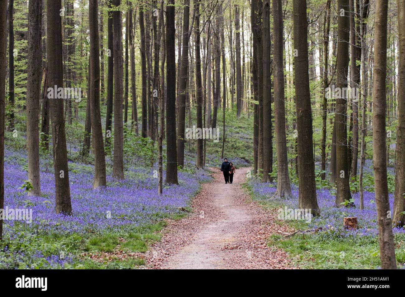 Bluebells (Hyacinthoides non-scripta) im Buchenwald von Hallerbos an einem nebligen Morgen im Frühjahr Stockfoto