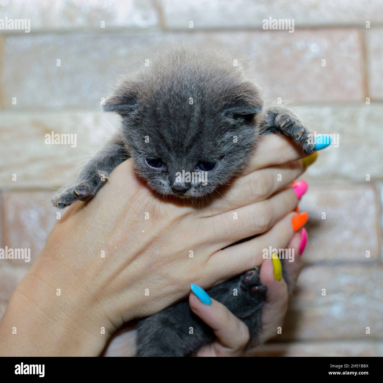 Britische blaue kleine Kätzchen in der Hand, Thema Hauskatzen und Kätzchen Stockfoto Britische blaue kleine Kätzchen in der Hand, Thema Hauskatzen und Kätzchen Stockfoto