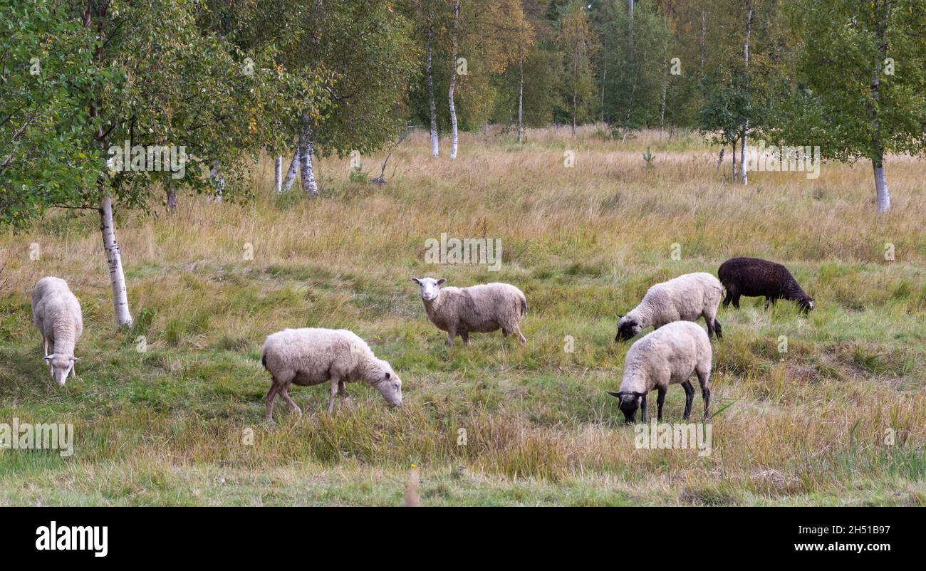 Eine Schafherde auf einer Weide im Schatten der Bäume Stockfoto