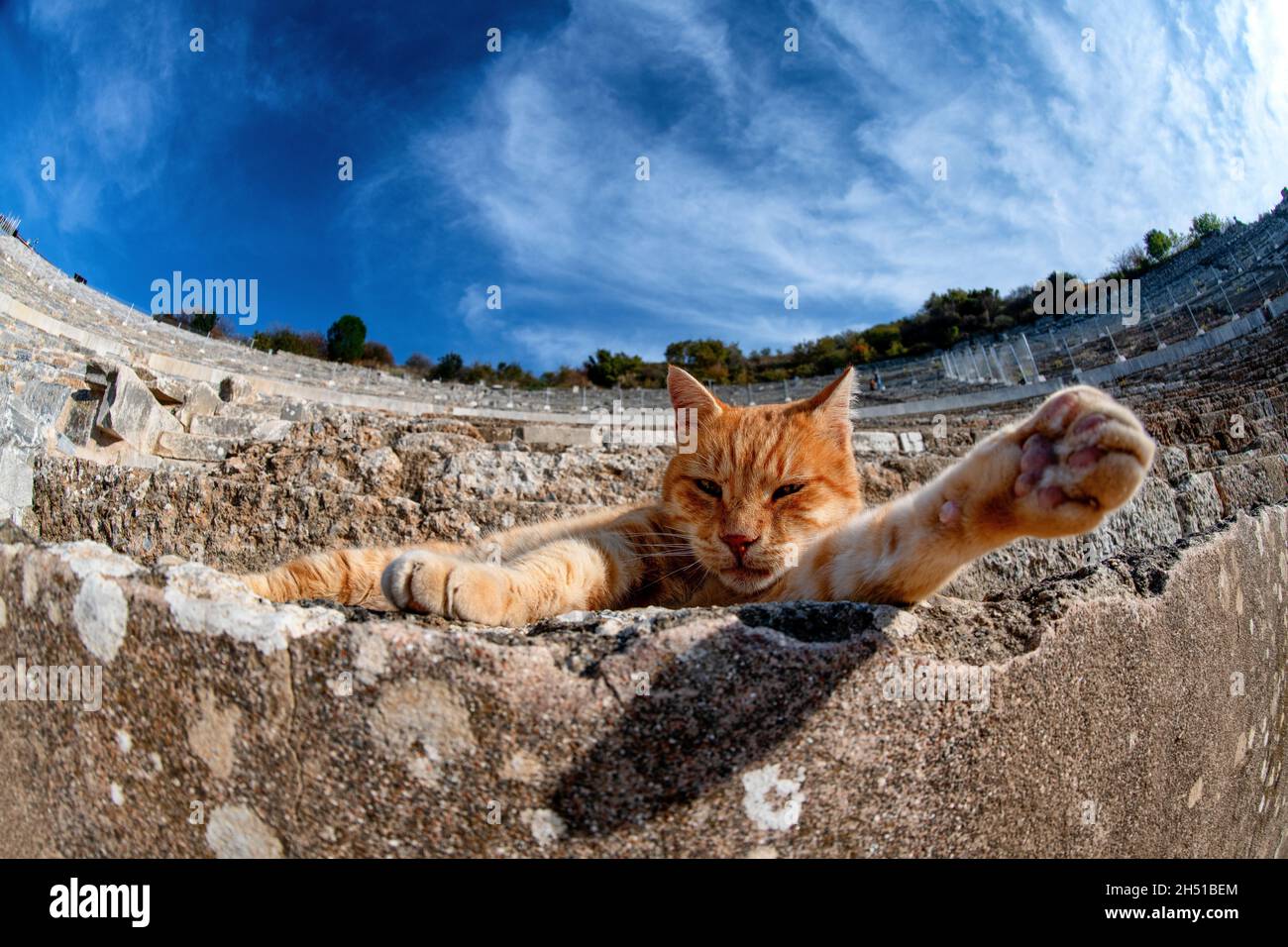 Eine streunende Katze im Großen Theater von Ephesus in Ephesus, einer antiken Stadt in der türkischen Zentralägäis, in der Nähe des heutigen Selçuk. Stockfoto