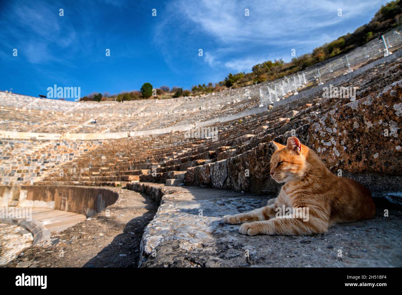 Eine streunende Katze im Großen Theater von Ephesus in Ephesus, einer antiken Stadt in der türkischen Zentralägäis, in der Nähe des heutigen Selçuk. Stockfoto