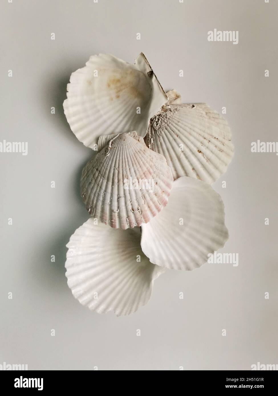 Komposition aus weißen Muscheln auf weißem Hintergrund Stockfoto