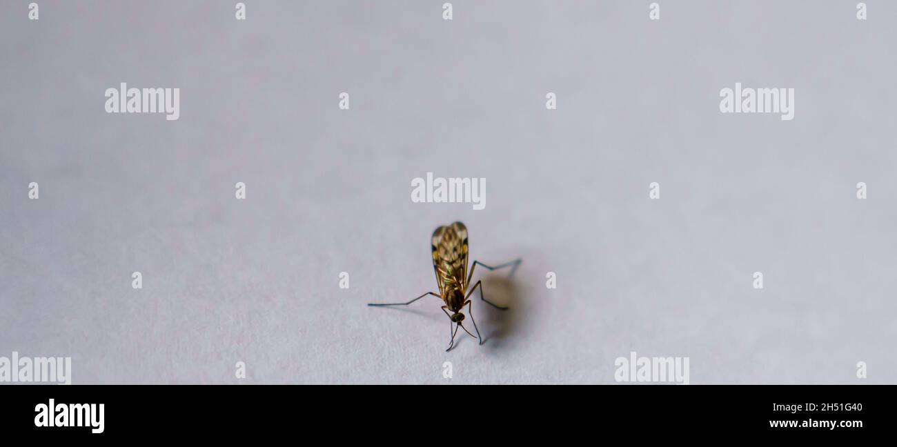 Nahaufnahme einer gebänderten Mücke (Culiseta annulata), der größten britischen Mücke Stockfoto