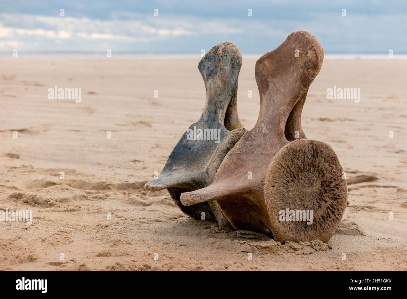 Am Strand wuschen zwei Walwirbel an Land Stockfoto