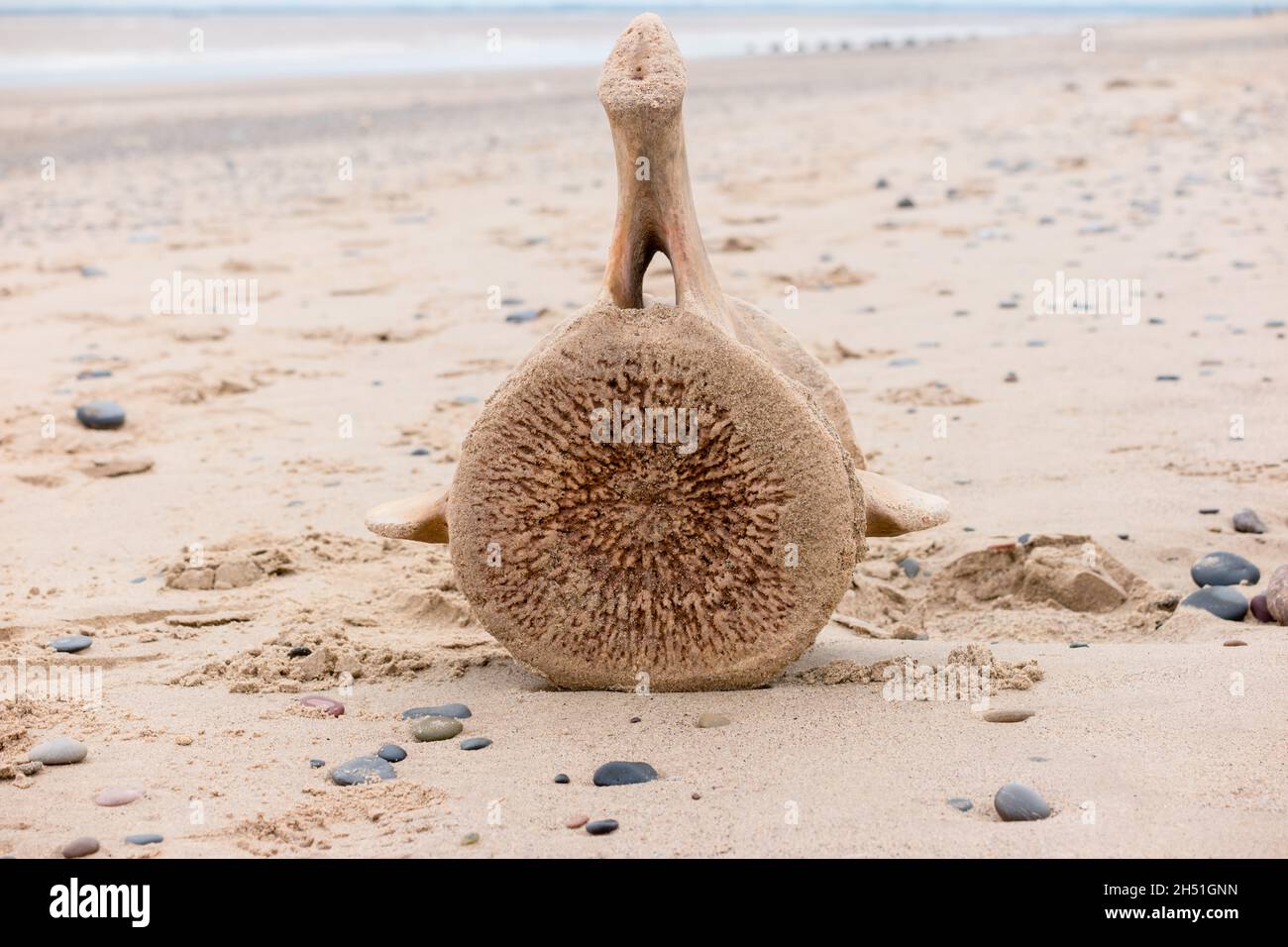 Ein Wirbelsäulenknochen des Wals wurde am Kiesstrand an Land gespült Stockfoto