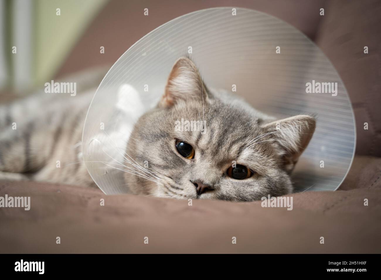 Graue schottische geradohrige Katze in einem Platsik-Tierarztkragen nach der Operation liegt traurig zu Hause auf der Couch. Erschöpfte britische Zuchtkatze mit Tierarzt Stockfoto
