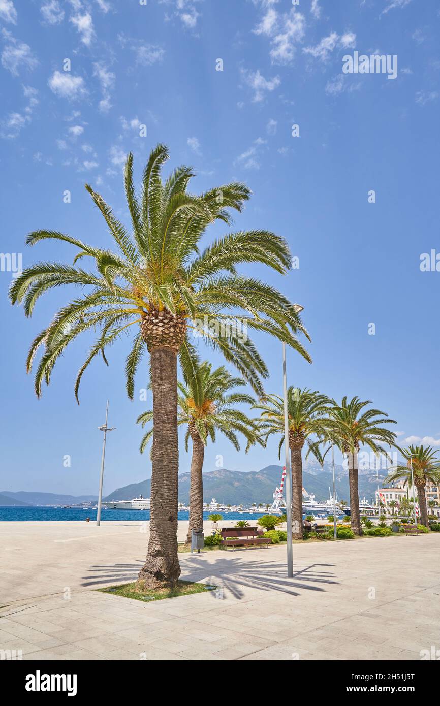 Böschung in Tivat, Montenegro mit hohen Palmen gegen den blauen Himmel. Stockfoto