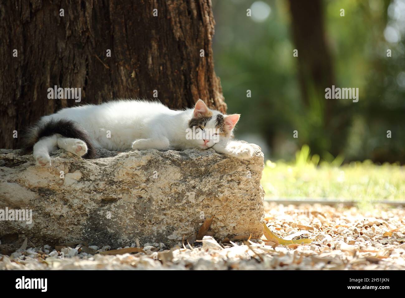 Weiße süße Katze schlafen am sonnigen Tag neben Baum im Park Stockfoto