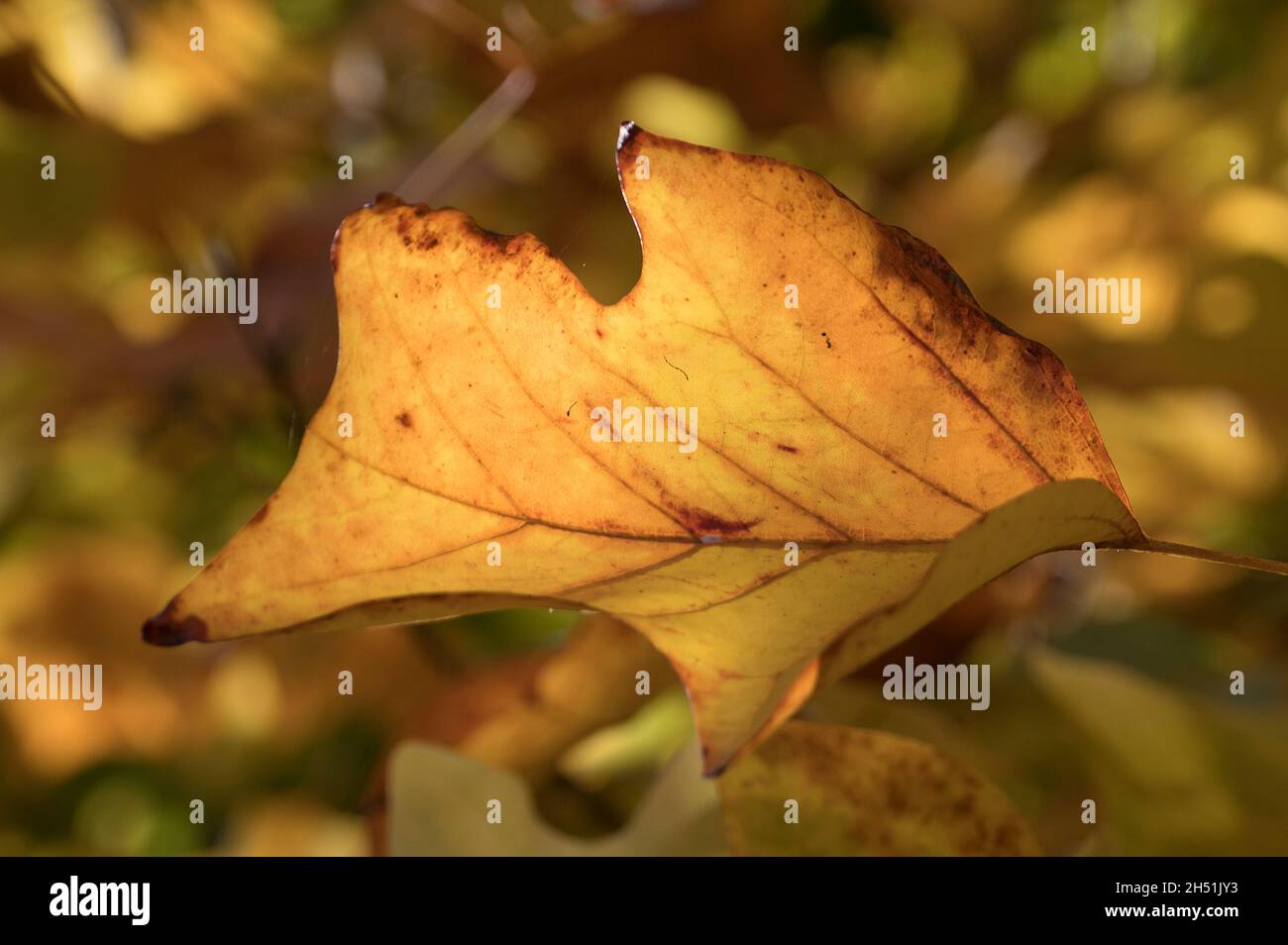 Schöne warme Farben der Herbst beste Zeit des Jahres Stockfoto