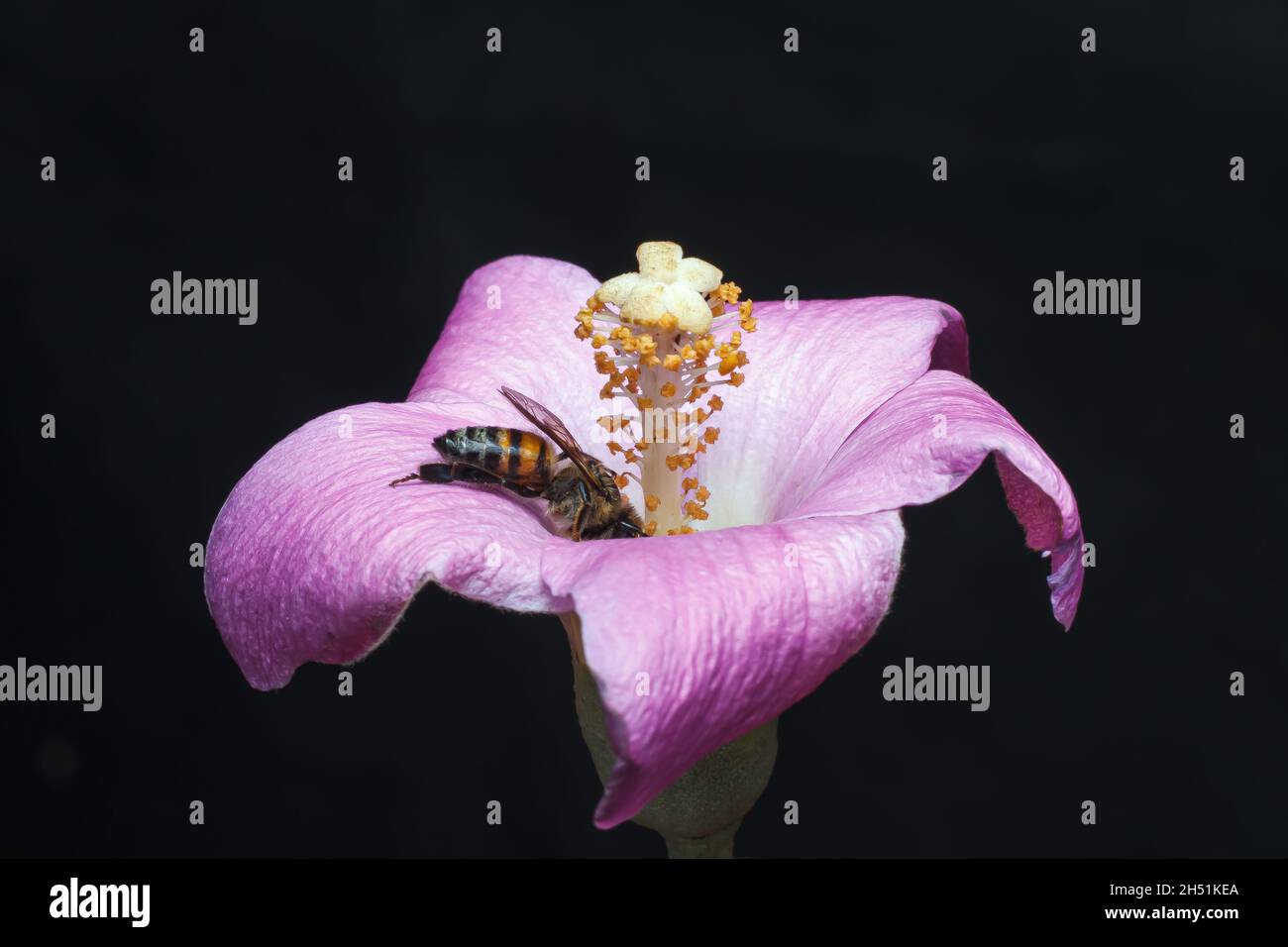 Eine Honigbiene sah, wie sie Nektar saugte und eine wilde Blume in einem privaten Garten entlang