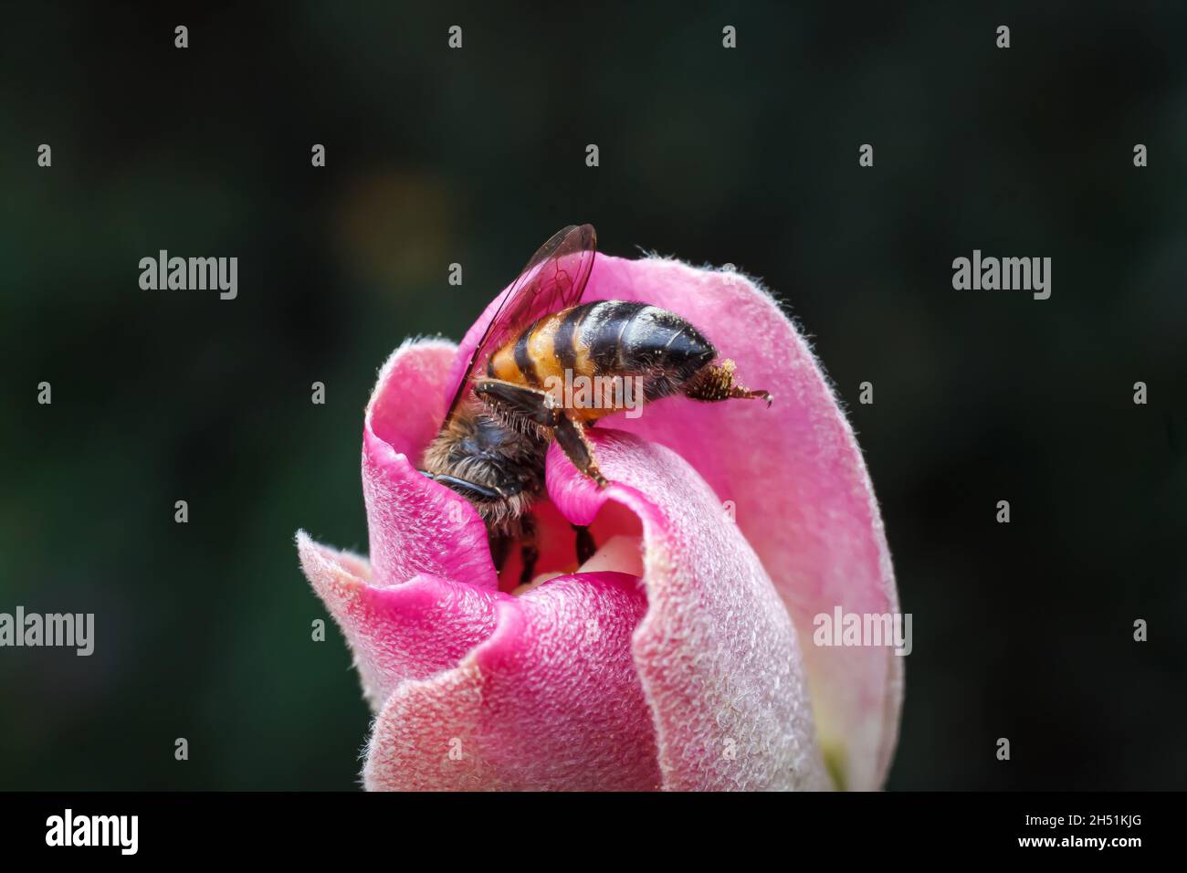 Eine Honigbiene sah, wie sie Nektar saugte und eine wilde Blume in einem privaten Garten entlang