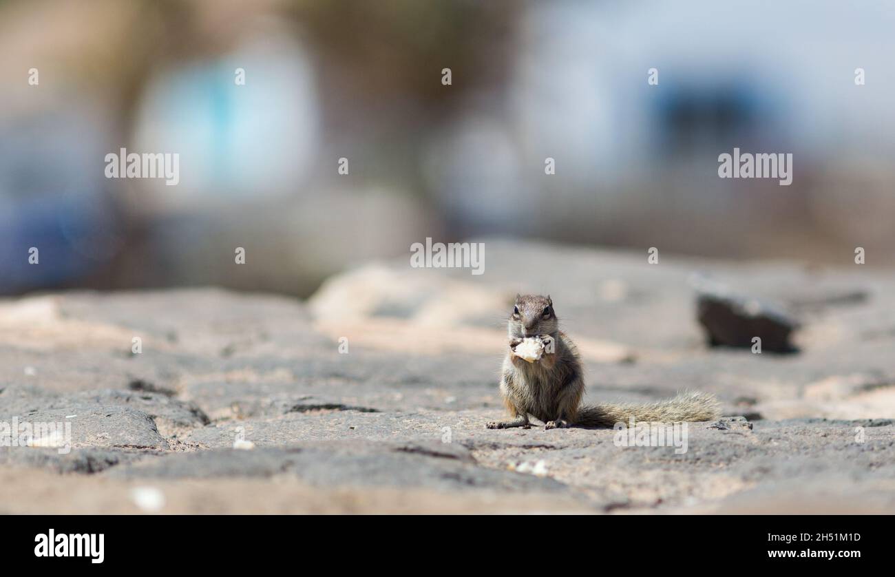 Chippmunk im Freien auf den kanarischen Inseln Stockfoto