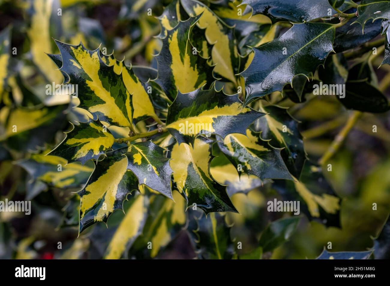 Auffallend buntes Grün und Gold Ilex aquifolium Northern Lights Laub Stockfoto