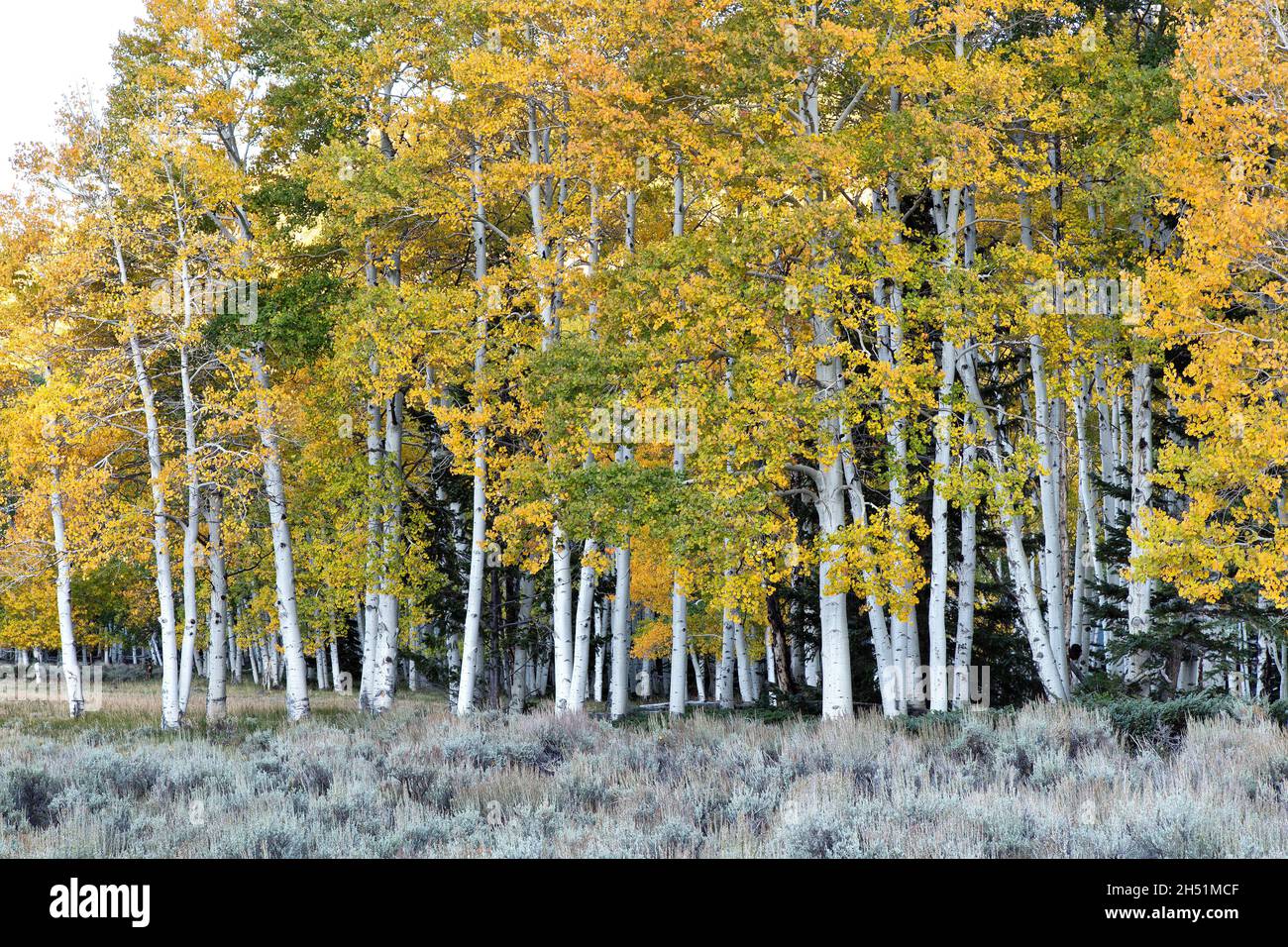 Quaking Aspen Grove 'Pando Clone' Fishlake National Forest. Utah. Stockfoto