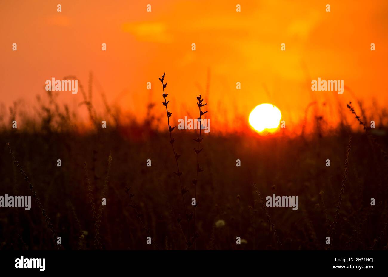 Roter Sonnenuntergang der heißen Sonne auf dem Hintergrund von trockenem Gras. Roter Himmel. Globale Erwärmung, Klimawandel, extreme Hitzewellen. Heißer Abend. Brandgefahr. Stockfoto