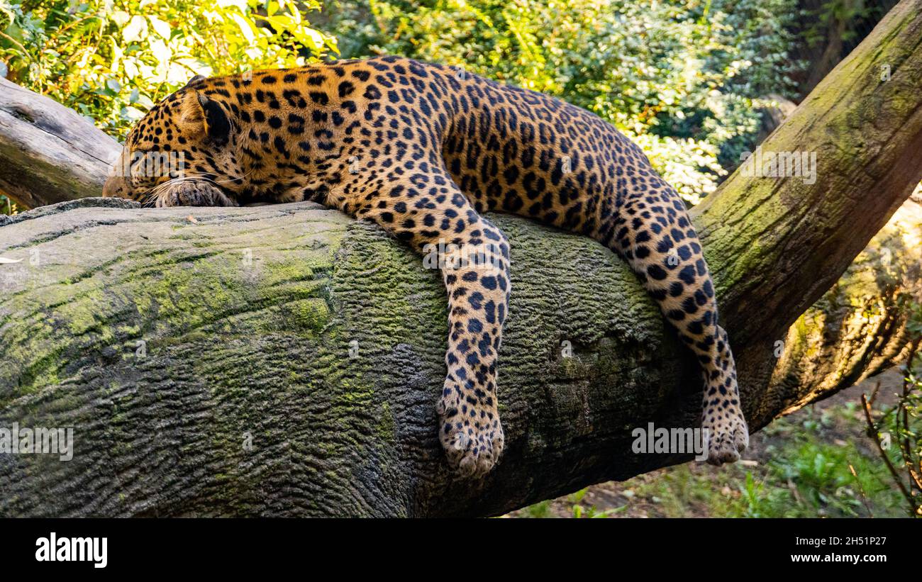 Großer, schöner Leopard, der auf einem Baumglied ruht. Stockfoto