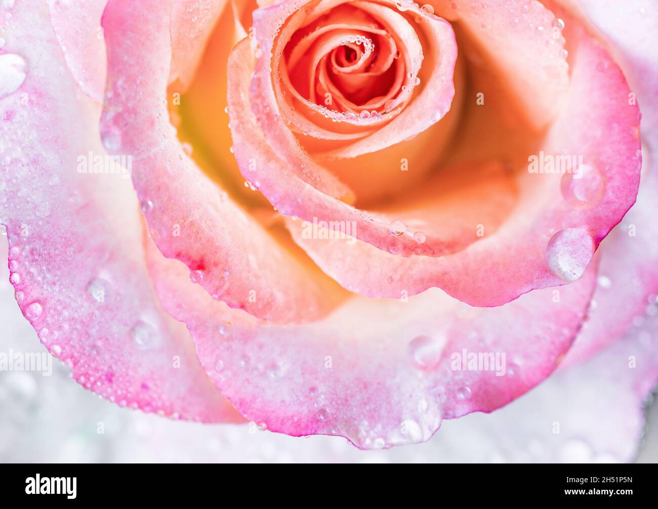 Nahaufnahme von Wassertropfen aus Tau oder Regen auf den zarten Blütenblättern einer rosa Rosenblüte. Schöne florale Hintergrund. Stockfoto