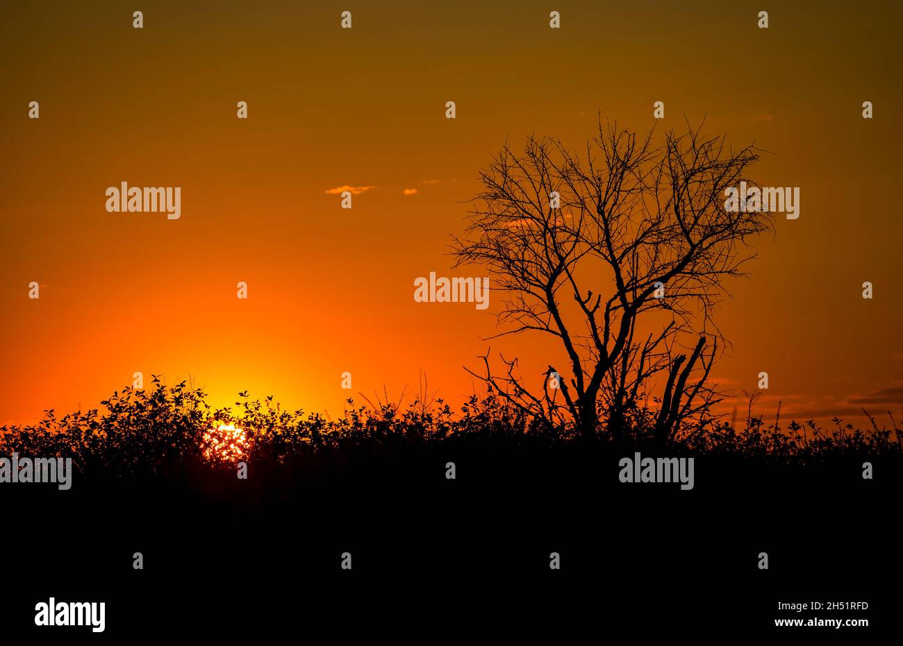 Roter Sonnenuntergang der heißen Sonne auf dem Hintergrund der Silhouette eines toten Baumes und trockenen Grases. Roter Himmel. Globale Erwärmung, Klimawandel, extreme Hitzewelle Stockfoto