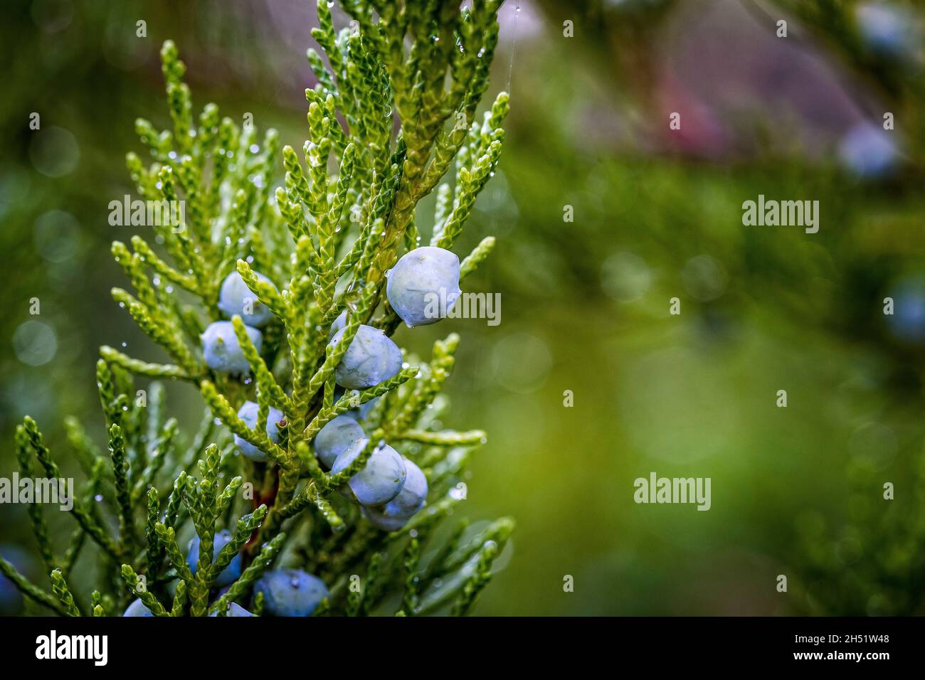 Nahaufnahme von beerenähnlichem Blau-Schwarz mit einer weißlichen wachsartigen Blüte Weibchen im Blattwerk des immergrünen Wacholderstrauch oder Juniperus sabina Stockfoto