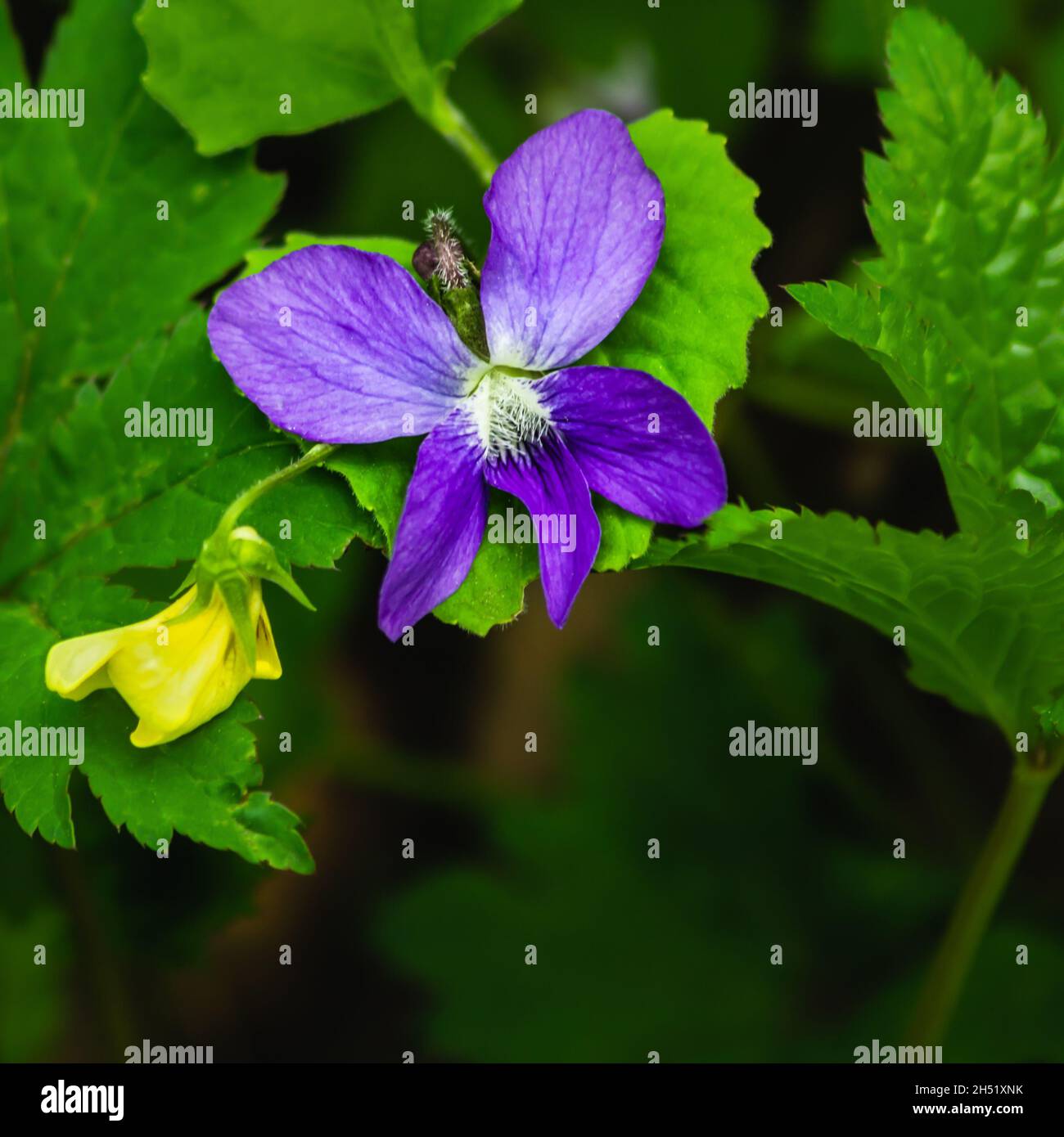 Natürliche Zusammensetzung mit violetten und gelben Blüten Stockfoto