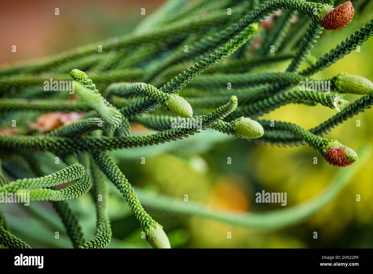 Nahaufnahme von jungen männlichen Zapfen am Zweig des immergrünen Nadelbaums Araucaria columnaris, dem Korallenriff Araucaria, Cook Pine, New Caledonia Pine, COO Stockfoto