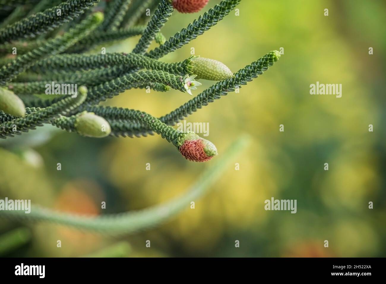 Nahaufnahme von jungen männlichen Zapfen am Zweig des immergrünen Nadelbaums Araucaria columnaris, dem Korallenriff Araucaria, Cook Pine, New Caledonia Pine, COO Stockfoto