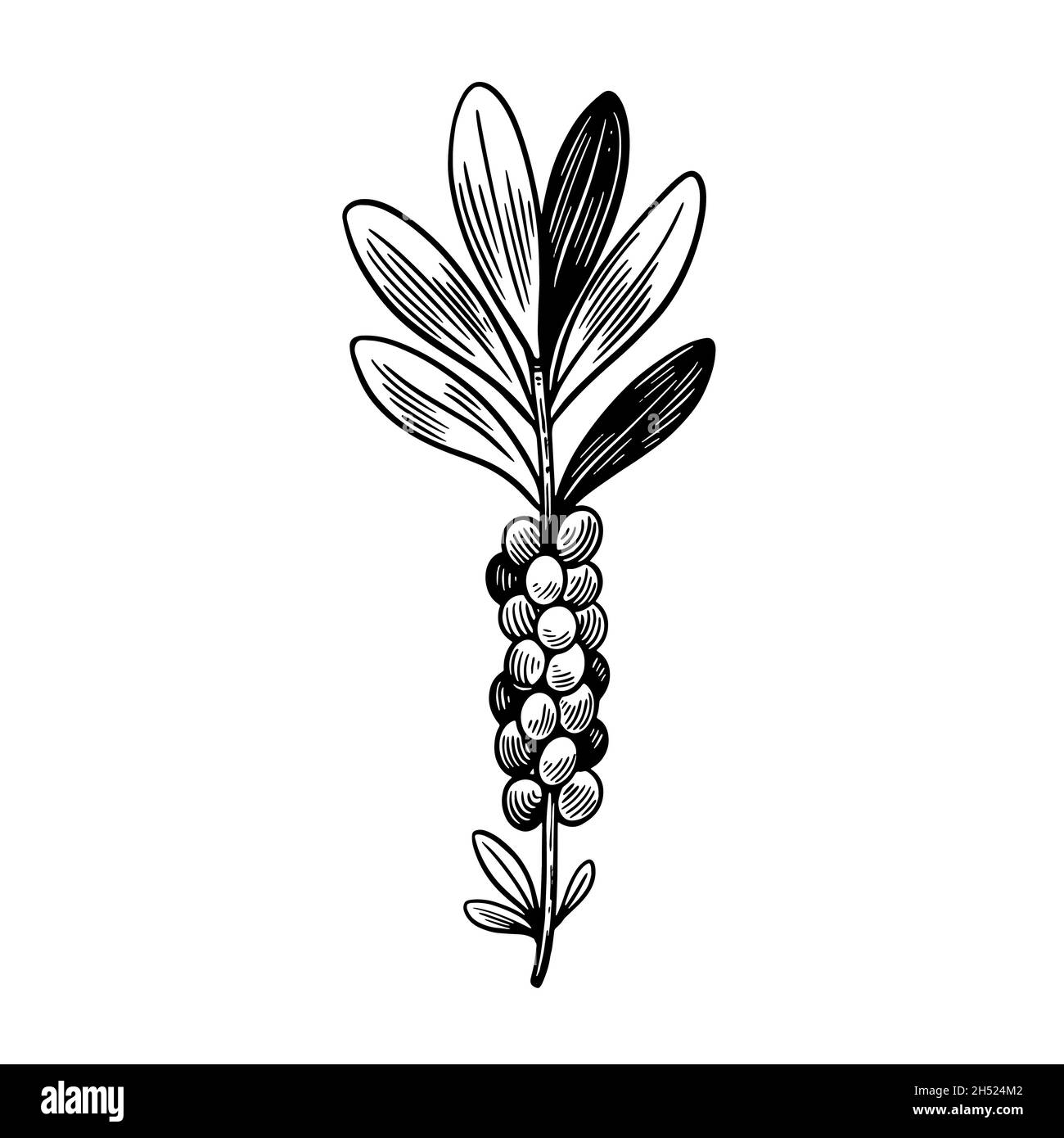 Giftige Pflanze Daphne mezereum isoliert auf weißem Hintergrund. Handgezeichnete Illustration im Vintage-Gravurstil. Stock Vektor