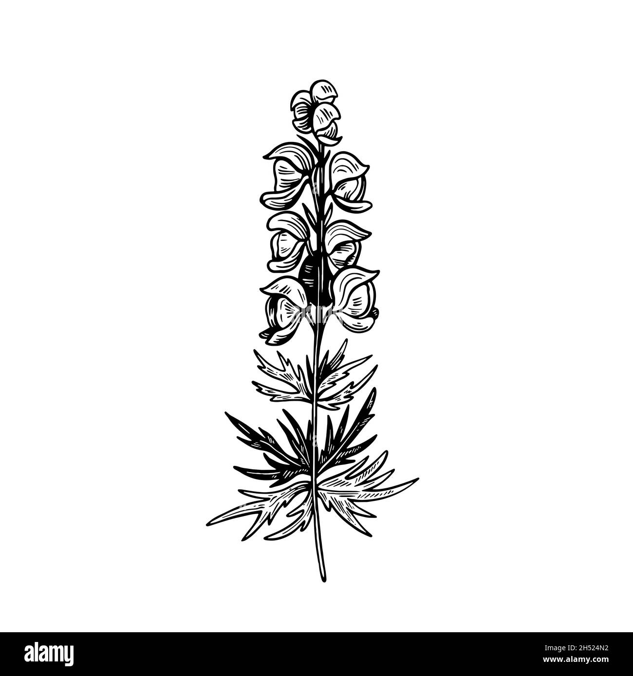 Giftige Pflanze Aconitum isoliert auf weißem Hintergrund. Handgezeichnete Vektorgrafik in Gravurform. Stock Vektor