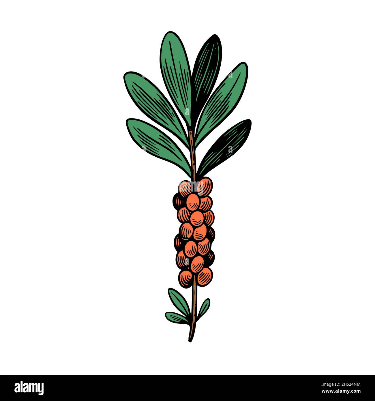 Giftige Pflanze Daphne mezereum isoliert auf weißem Hintergrund. Handgezeichnete Illustration im Vintage-Gravurstil. Stock Vektor