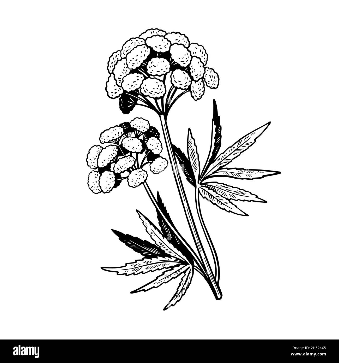 Giftige Pflanze Cicuta isoliert auf weißem Hintergrund. Handgezeichnete Vektorgrafik im Vintage-Gravurstil. Stock Vektor