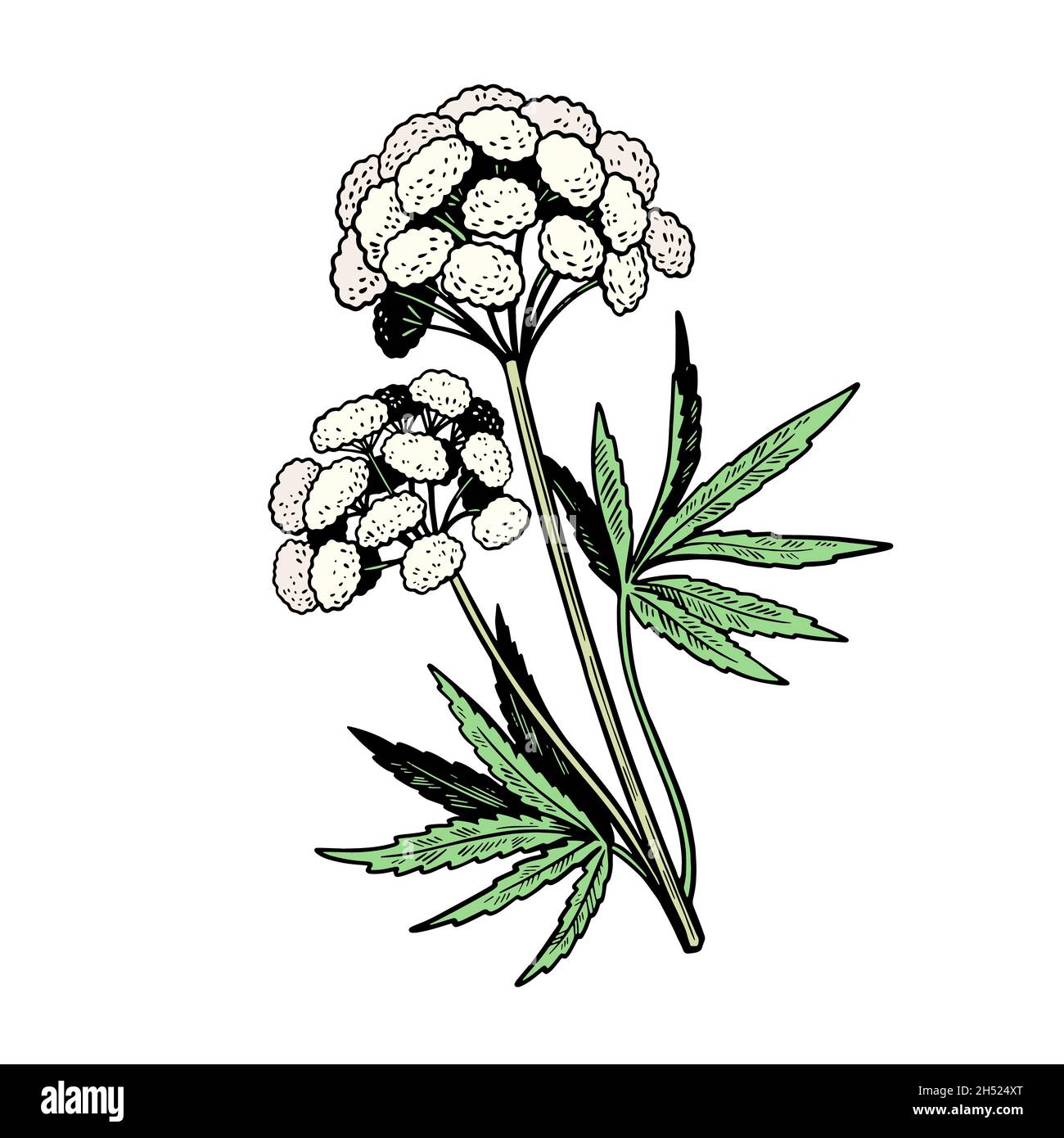 Giftige Pflanze Cicuta isoliert auf weißem Hintergrund. Handgezeichnete Vektorgrafik im Vintage-Gravurstil. Stock Vektor