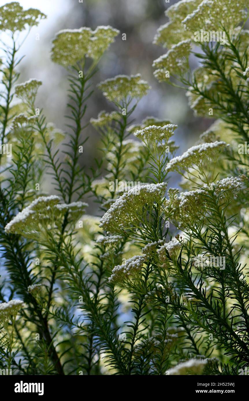 Australische einheimische Reisblume Ozothamnus diosmifolius, Familie der Asteraceae. Auch bekannt als Sago Blume. Hat aromatische, nach dem Duft von einem Aroma von einem Aroma von einem Stockfoto