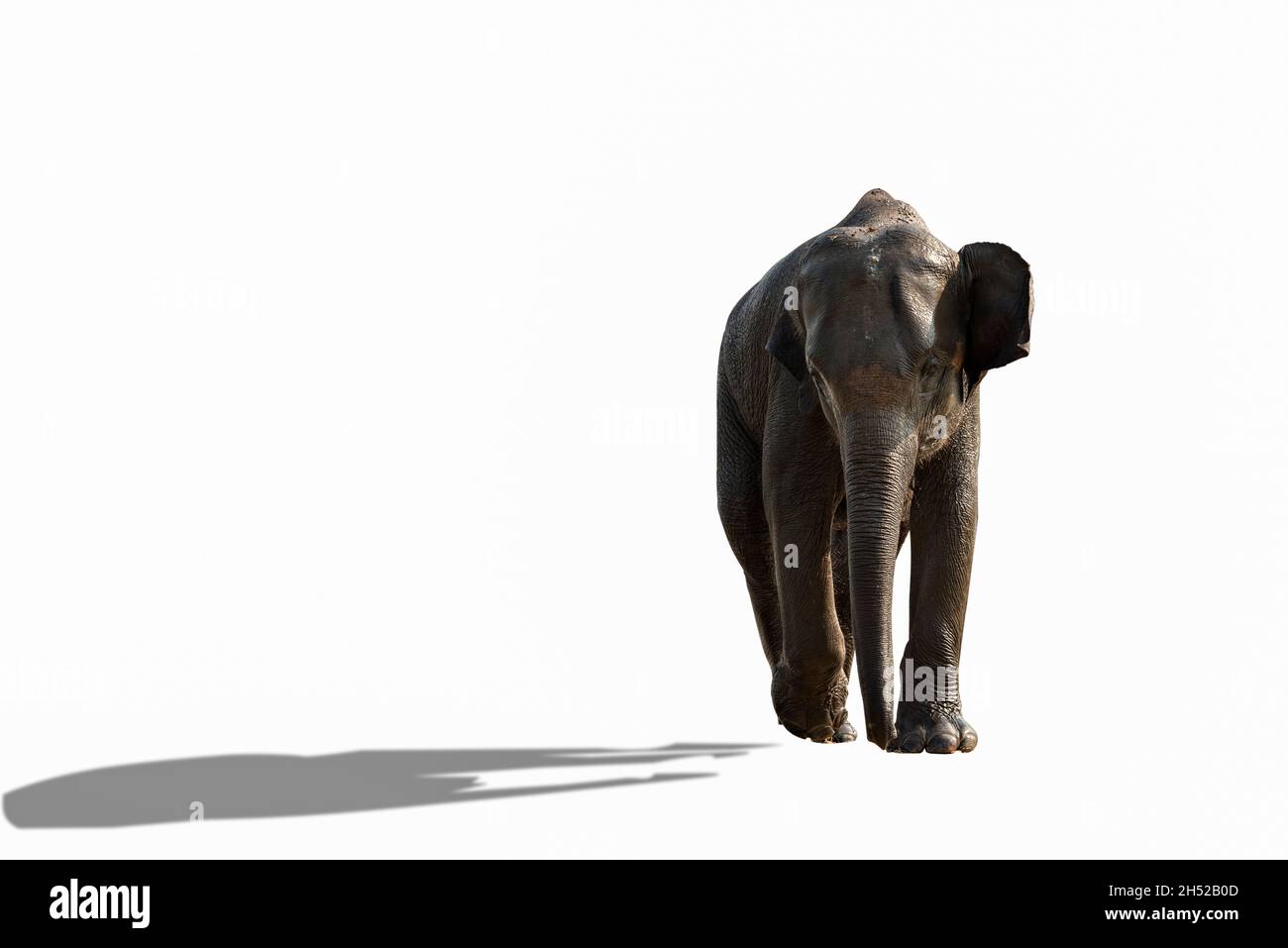 Junger Elefant, der im Rive spielt, läuft vom Fluss zur Kamera glücklich und sehr lustig. Stockfoto