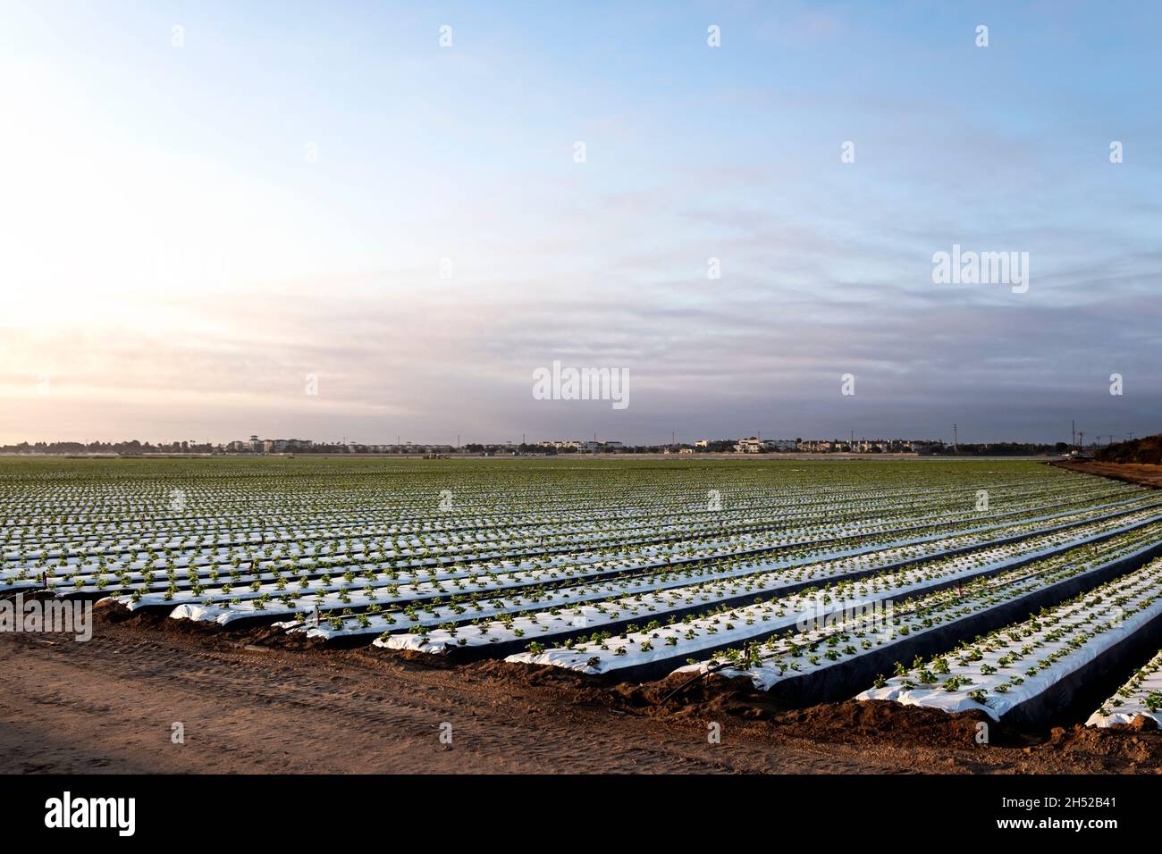 Feld einer frisch gepflanzten Erdbeerernte, Oxnard, Kalifornien Stockfoto