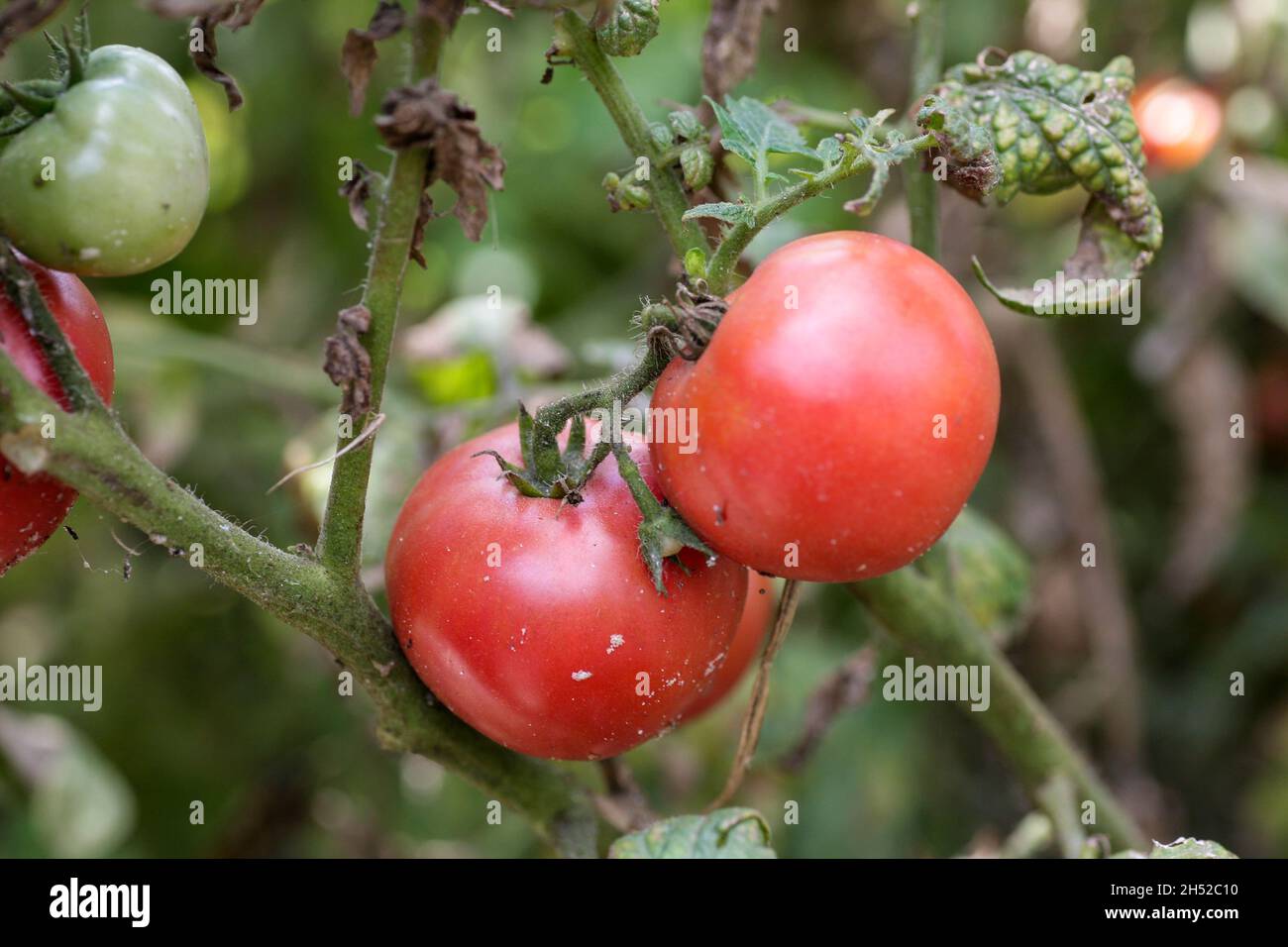 Pilzerkrankungen gefährliche Krankheiten von Tomaten, die Vertreter von Nachtschatten vor allem Kartoffeln betrifft. Diese Krankheit wird durch pathogene Organismen verursacht, die sich zwischen Pilzen und Protozoen-Grauflecken befinden Stockfoto