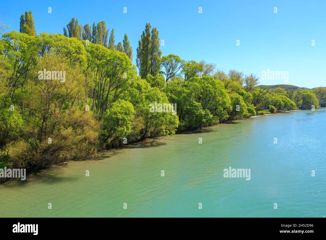 Am Ufer des Uawa River in der Nähe der Tolaga Bay, Neuseeland, wachsen Weidenbäume mit leuchtend grünen Frühlingsbäumen Stockfoto