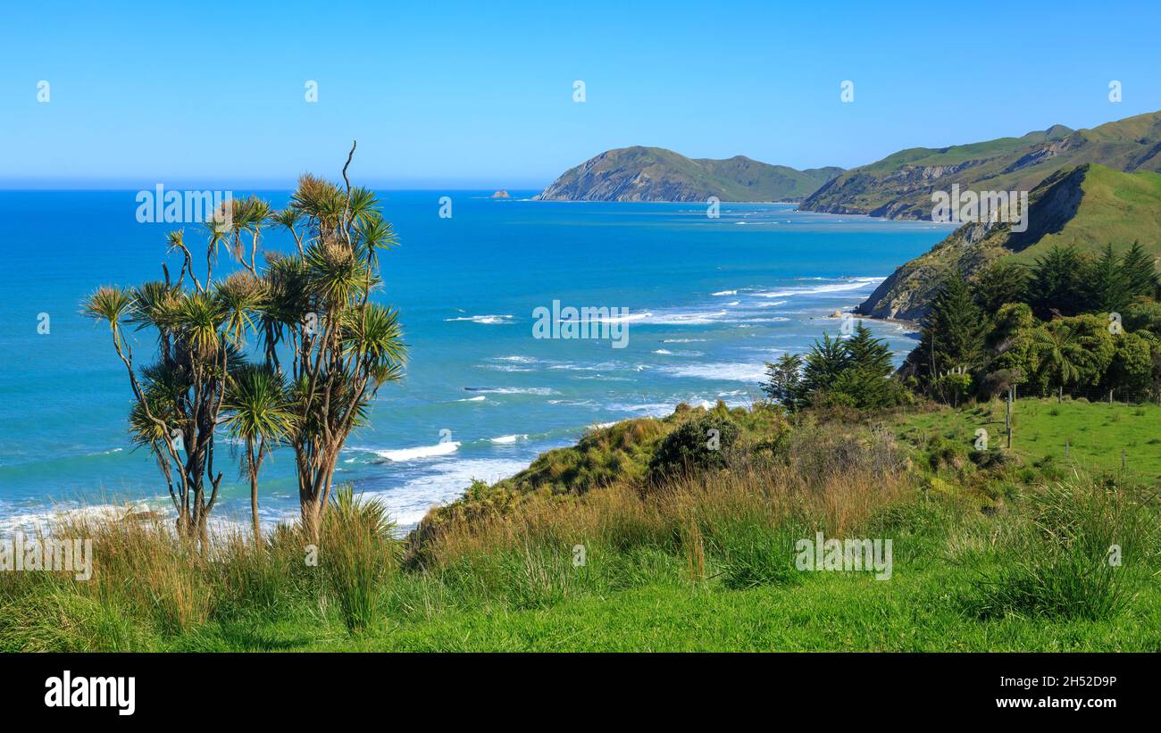 Die Küste am Waihau Beach in der malerischen Eastland Region von Neuseeland. Im Vordergrund wächst ein einheimischer Kohlbaum Stockfoto