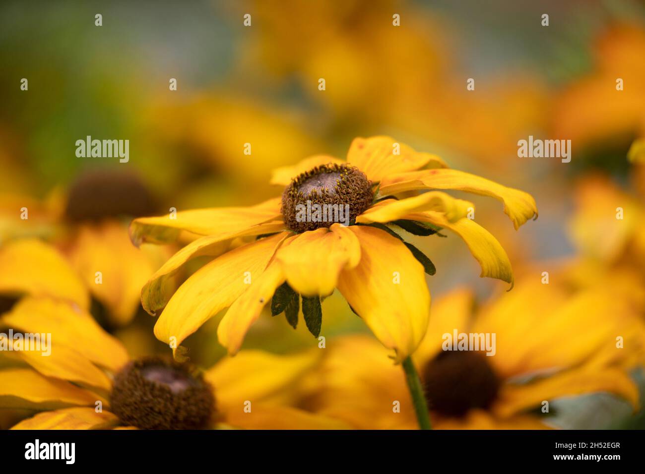 Nahaufnahme der Blumen der Kegelblume (Rudbeckia) im Spätsommer im Garten Stockfoto