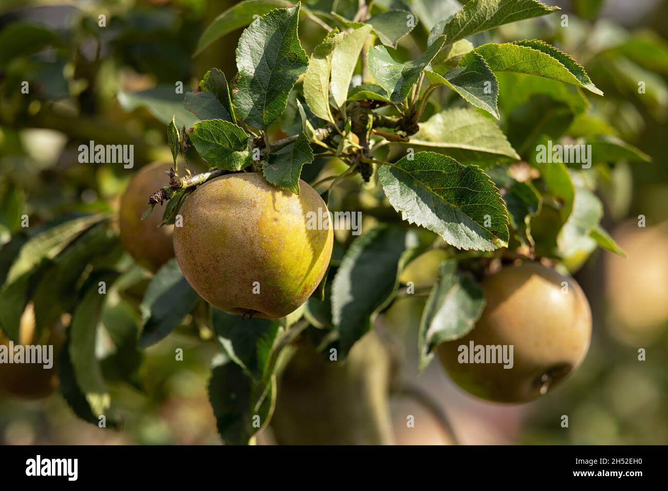 Im Herbst wachsen auf einem Baum Äpfel mit Zwieback Stockfoto