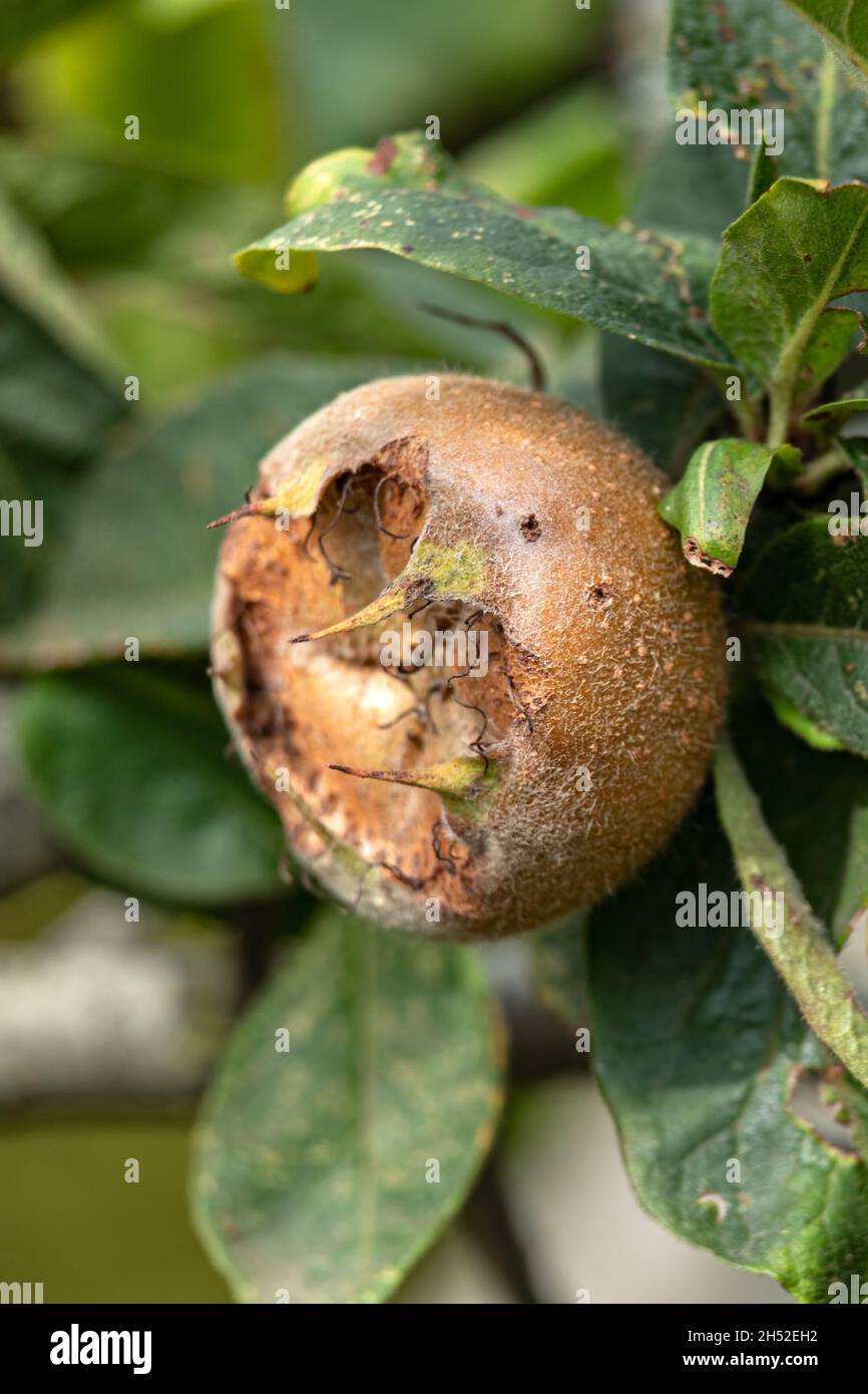 Nahaufnahme von Medlar-Früchten, die im Herbst auf Bäumen in einem Garten wachsen Stockfoto