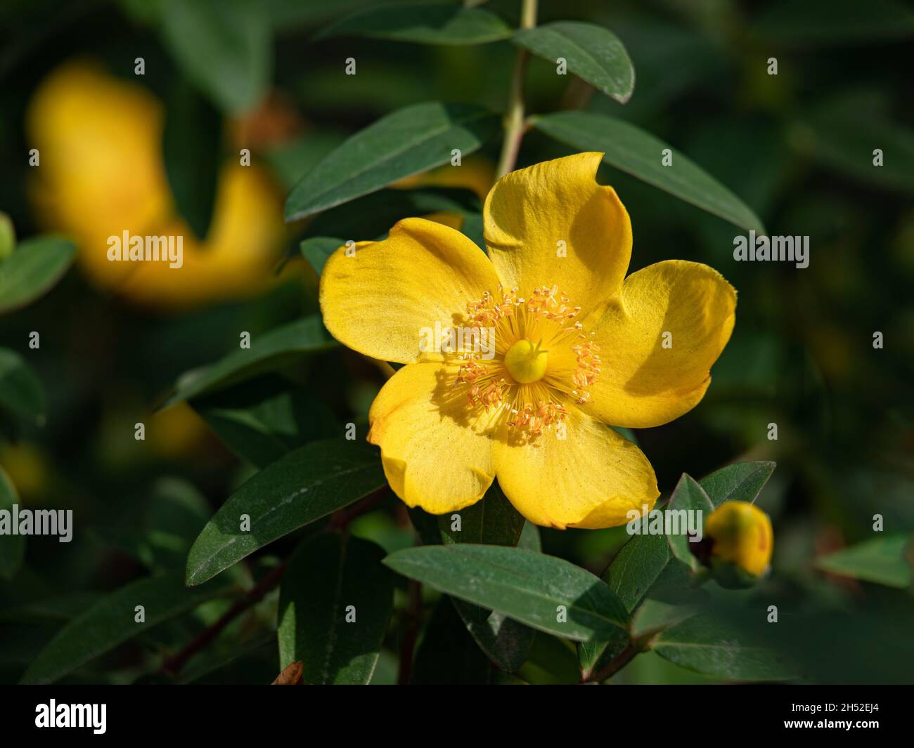 Nahaufnahme der Sharon-Rose (Hypericum calycinum) im Sommer in einem Garten Stockfoto