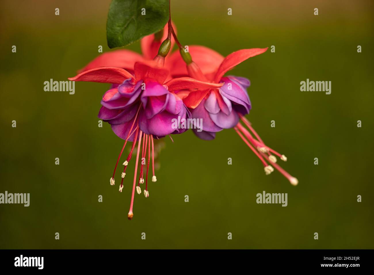 Nahaufnahme von Fuchsia 'Dark Eyes' Blumen vor grünem Hintergrund Stockfoto