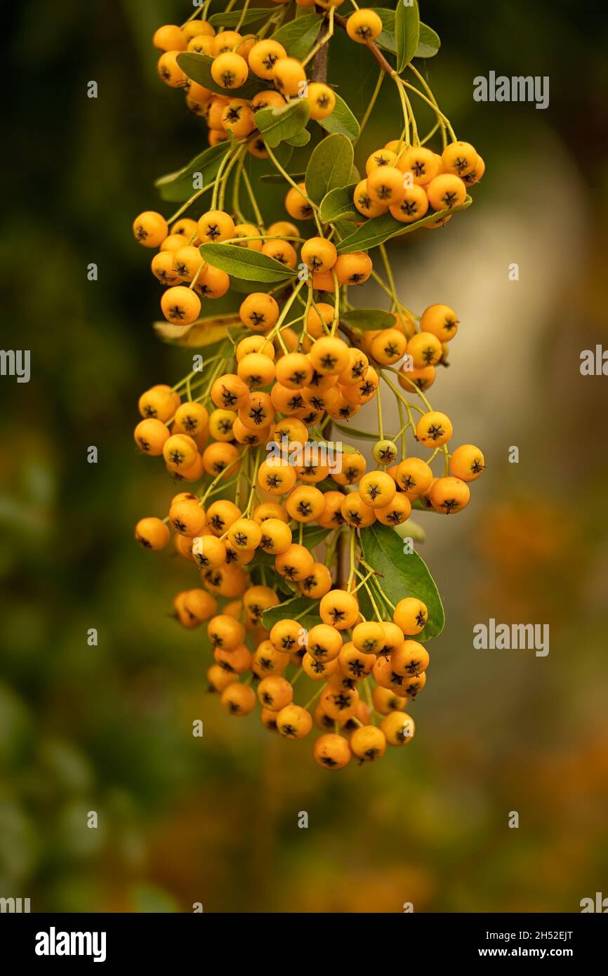 Nahaufnahme der Beeren der gelben Pyracantha im Herbst im Garten im Herbst Stockfoto