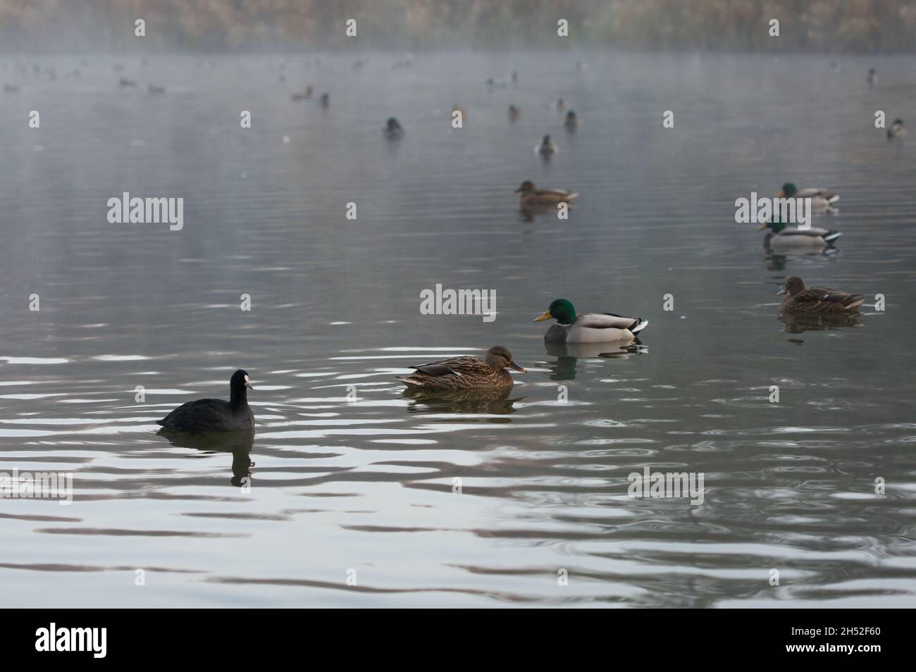 Entenschar auf herbstlicher Fogy See Stockfoto