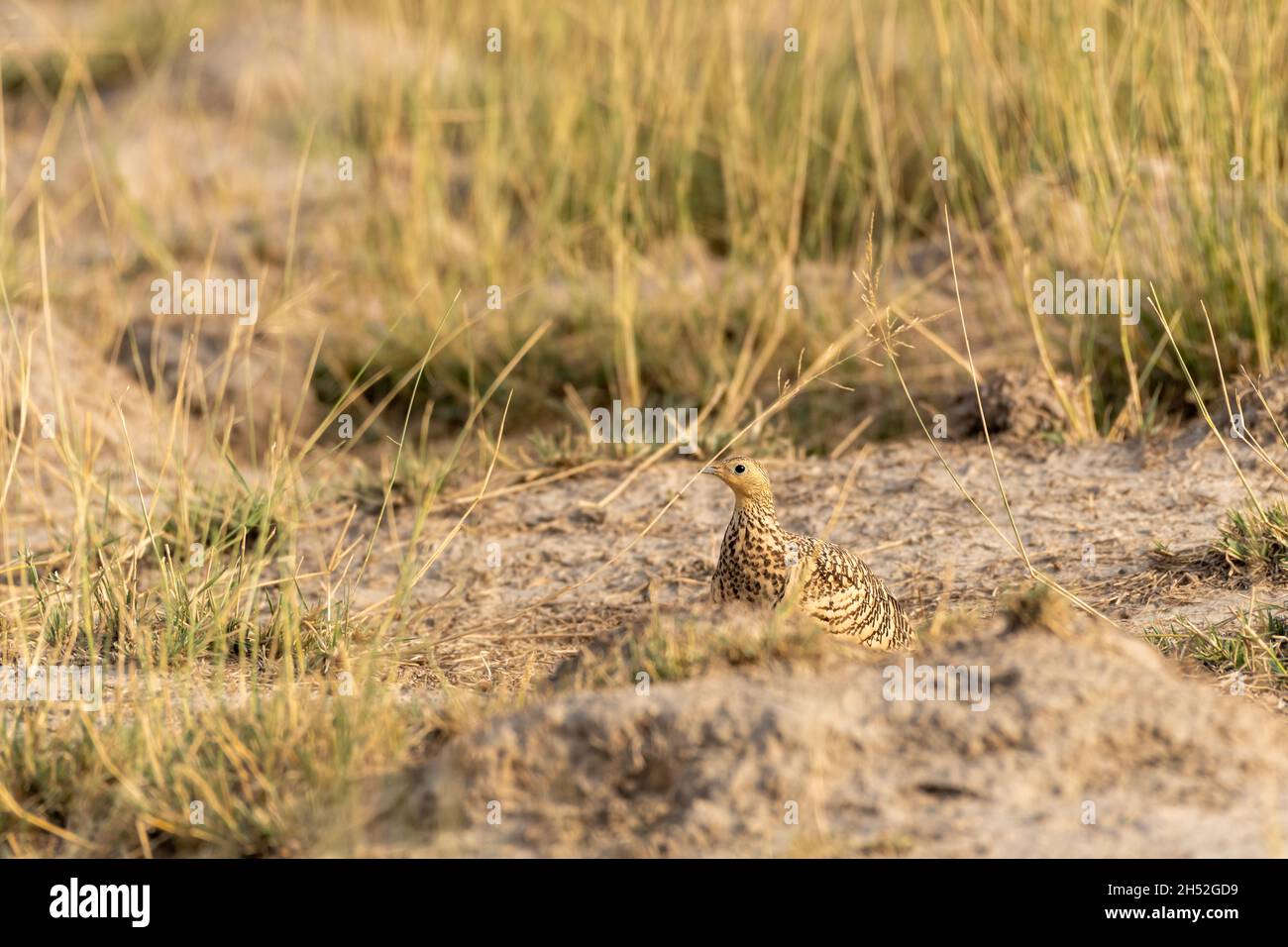 Bemalte Sandgrouse oder Pterocles indicus closeup in frühen Morgen Winterlicht an Tal chapar Heiligtum rajasthan indien Stockfoto