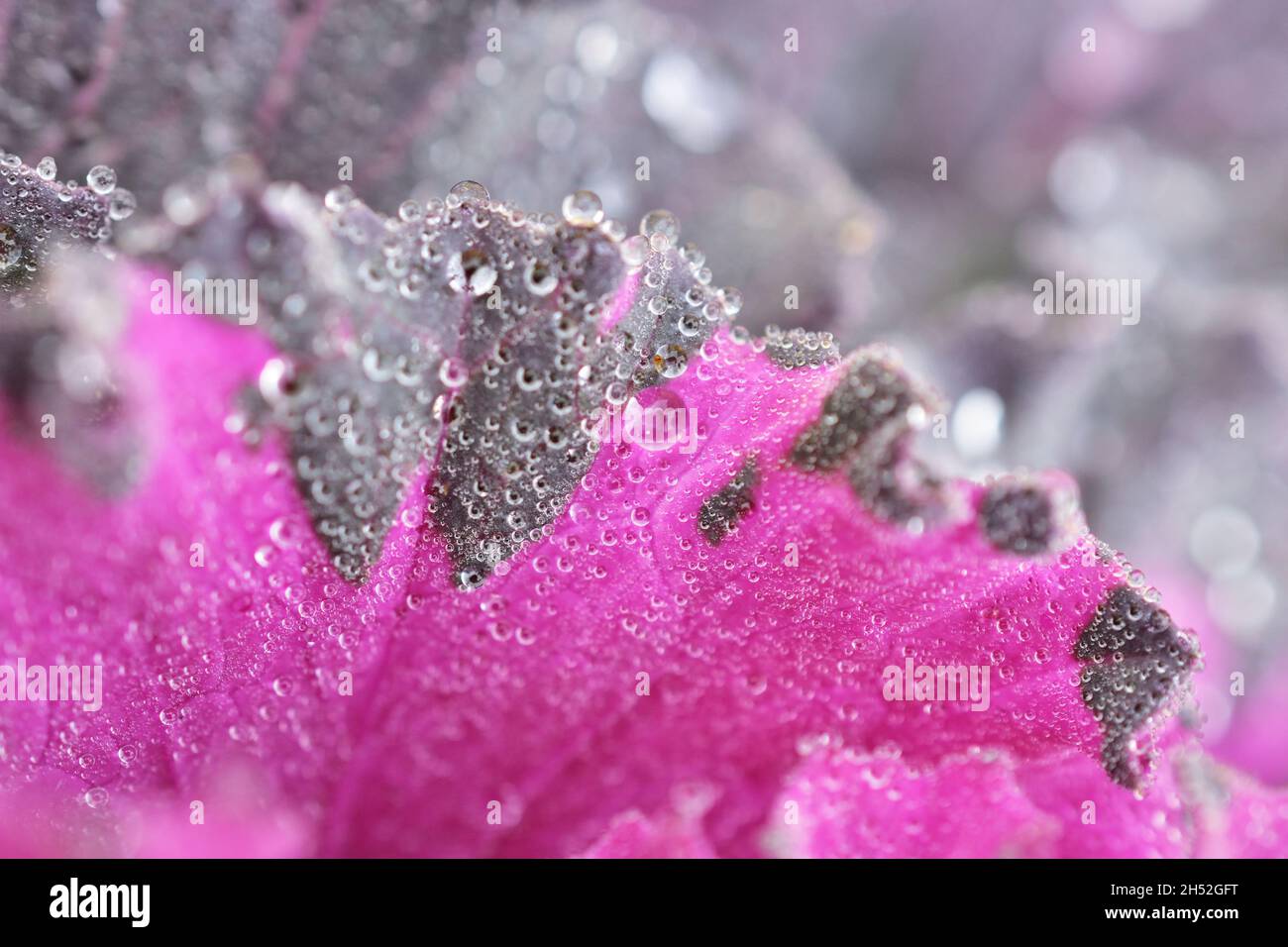 Zierkale Brassica oleracea var. acephala Stockfoto