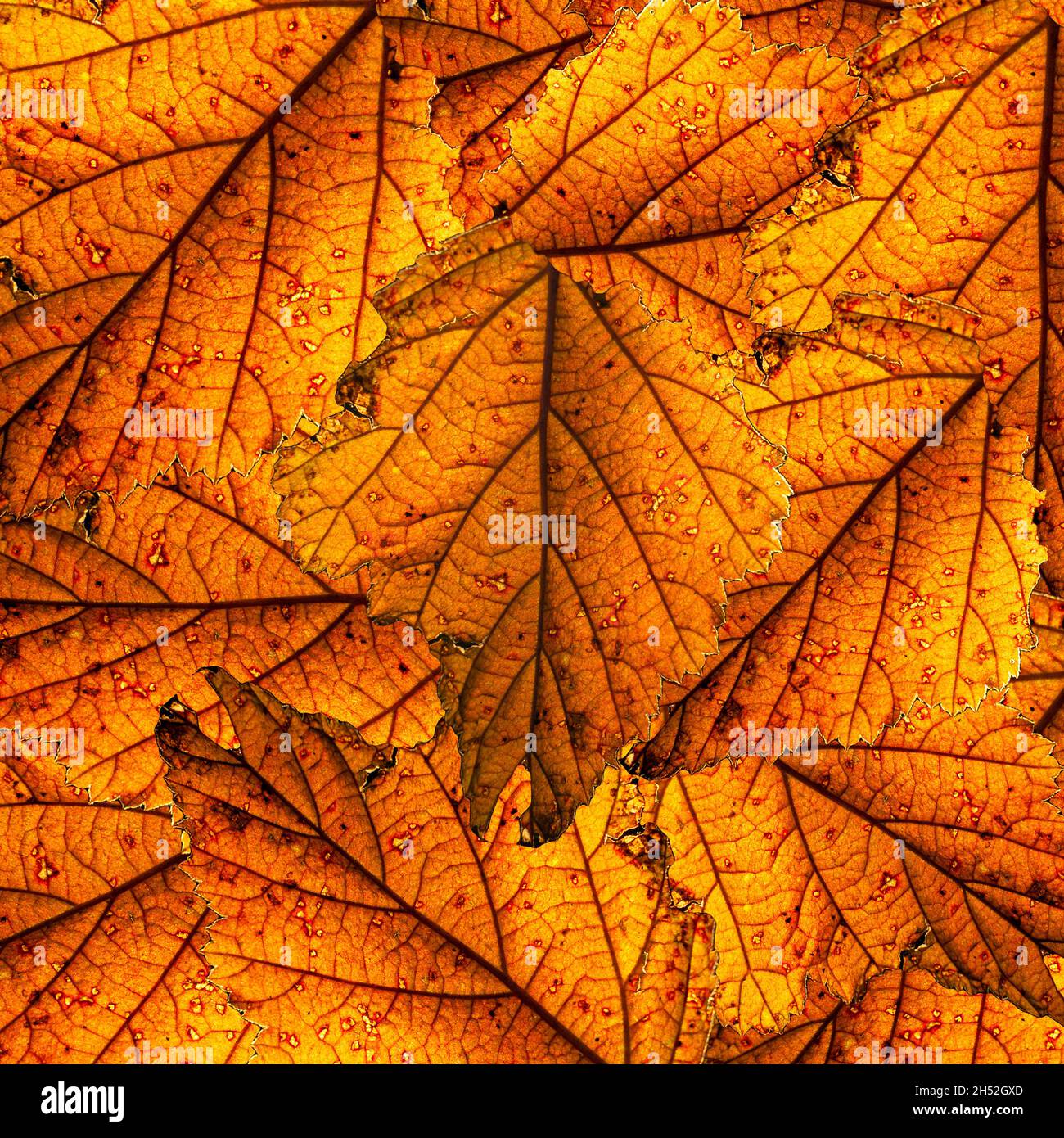 Beleuchteter und farbenfroher Herbstlaub im Hintergrund Stockfoto