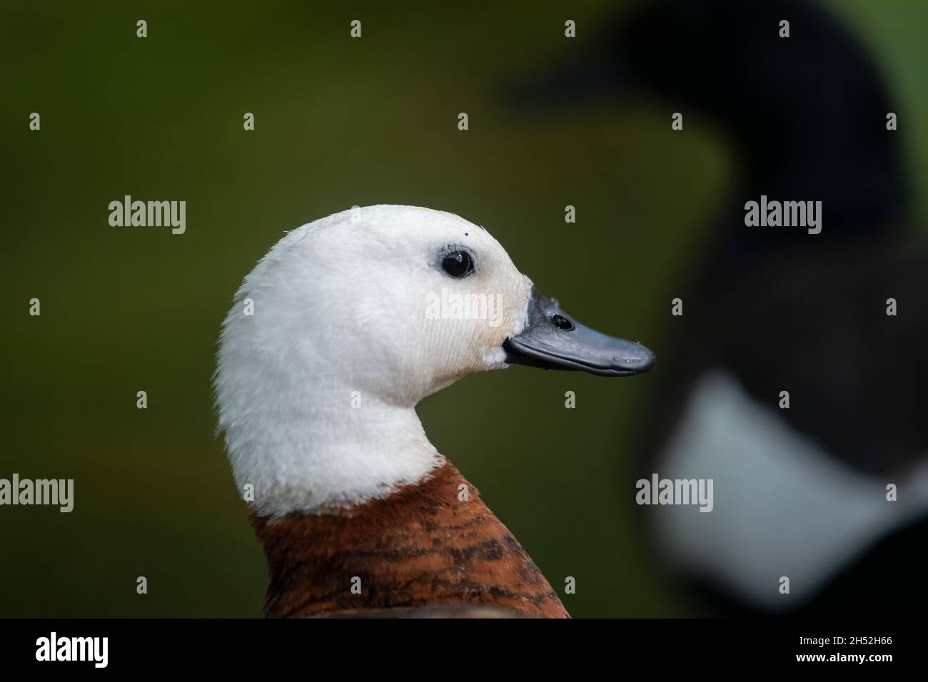 Nahaufnahme einer weiblichen Paradiesente und Silhouette einer männlichen Ente im Hintergrund Stockfoto